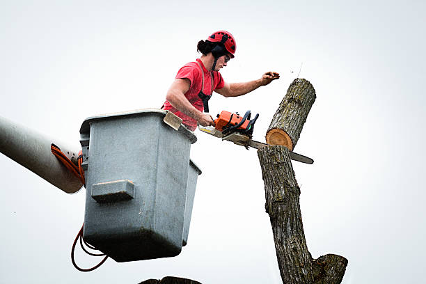 Best Residential Tree Removal  in USA